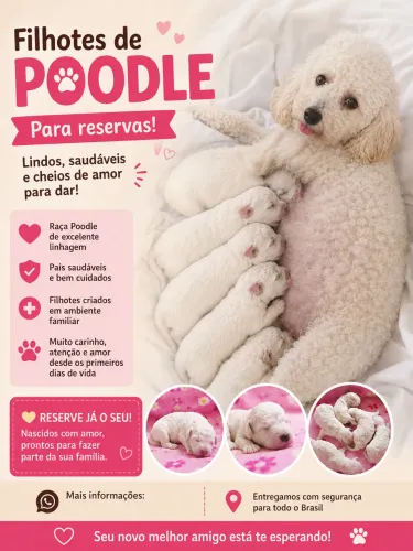 Filhotes De Poodle ( Reservas )