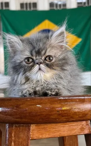 Filhotes gato persa