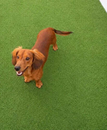 Dachshund/ Salsicha Pelagem Longa Porte Pequeno Sem Crescimento 12X