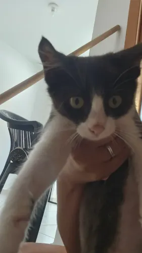 Gata fêmea de 4 meses para doação 