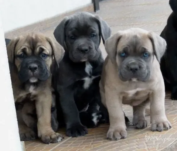 Cane Corso 