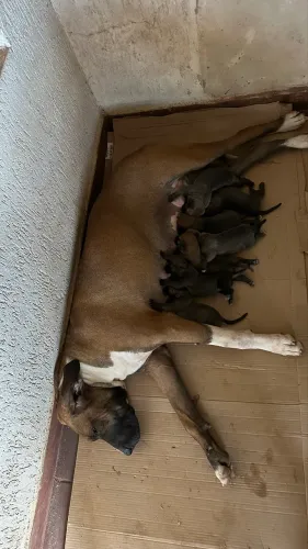 Fila brasileiro filhotes