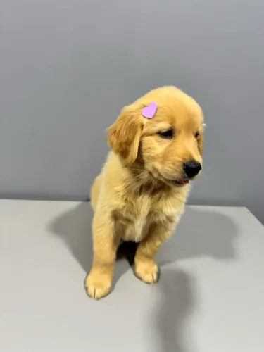Filhotes de Golden Retriever