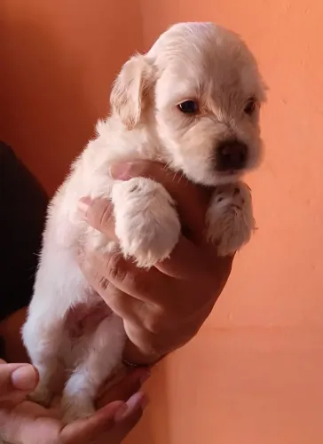 Filhote de poodle
