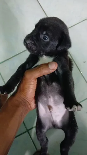 Filhote Cachorrinho 