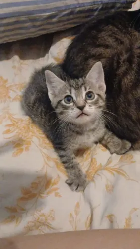 Gatinho macho para adoção 