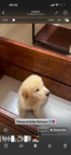 Golden retriver