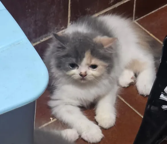 Gata perça