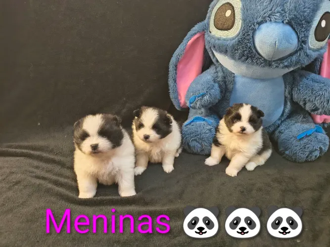 Fêmeas de lulu da Pomerânia