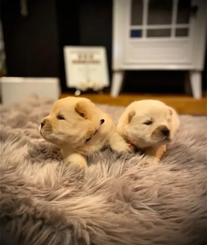 Últimos filhotes de Chow Chow! Fale comigo no WhatsApp e garanta o seu!