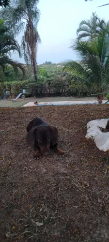 Basset puro para cruza