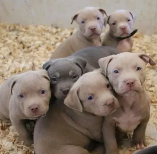 Pitbull filhotes fortes o amigo perfeito existe