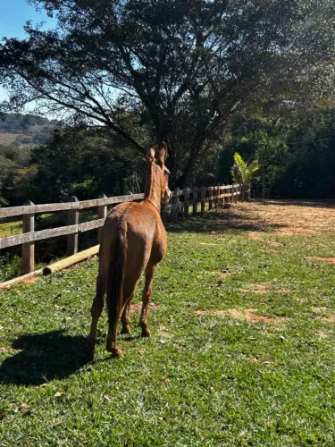 Mula filha do garimpo