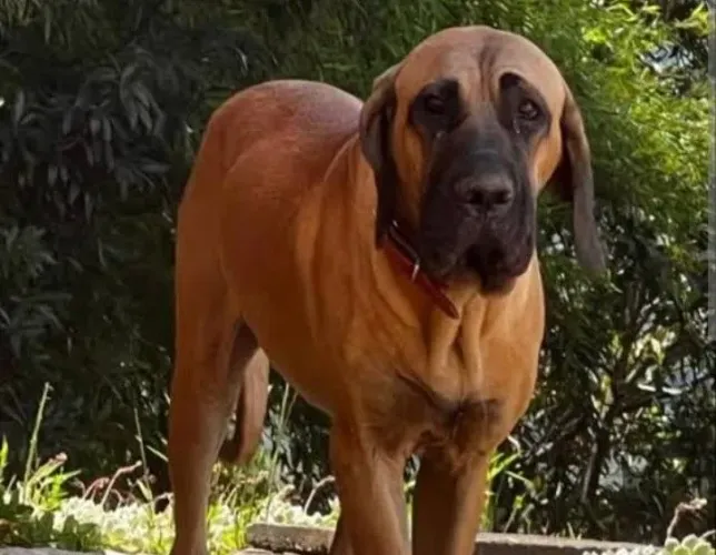 Filhote de Fila Brasileiro 