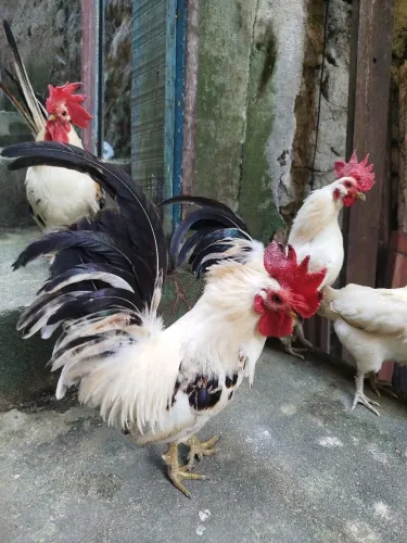 Lindos galos Garnisés, últimos exemplares. Aproveite.
