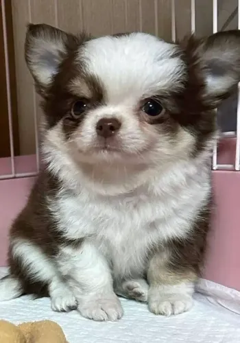 Chihuahua fofinho 