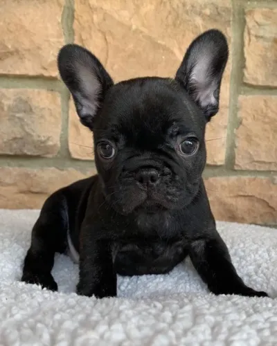 bulldog frances lindissimo
