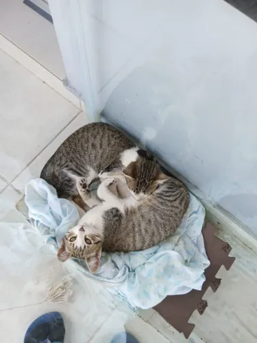 Doacao gatos
