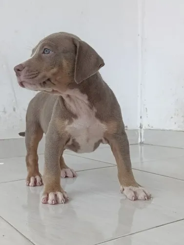 Filhotes Pit Monsters (Brazilian Bull)