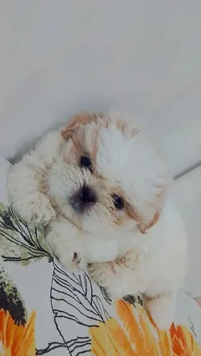 Cachorro shih Tzu macho