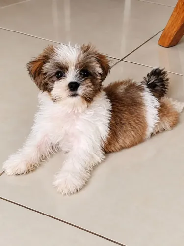 Lhasa Apso - Macho