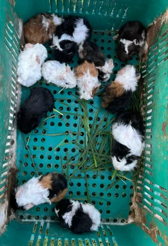 Vendo porquinhos da índia (Peruanos)