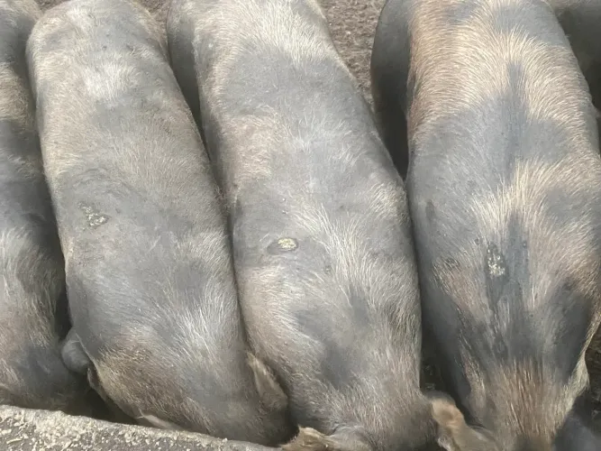 Venda de suíno abatido 