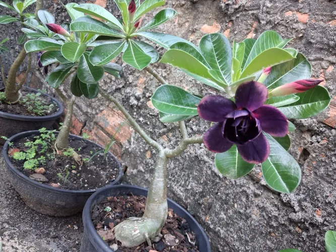 Rosa do deserto