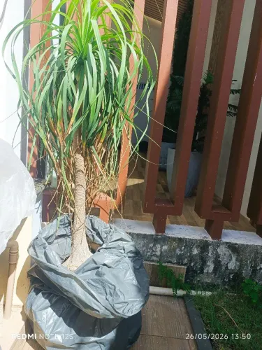 Planta Pata de Elefante Barata