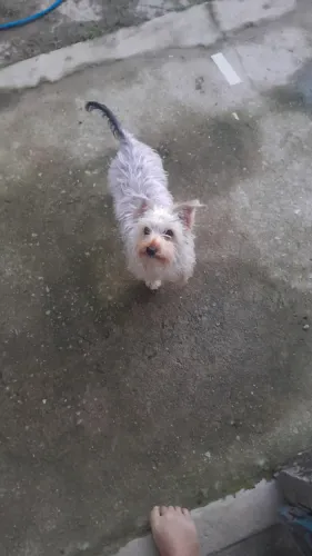Cachorra York 500 reais