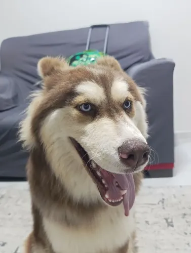 Cachorro Husky Siberiano Puro