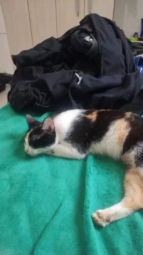 Doando gatinha