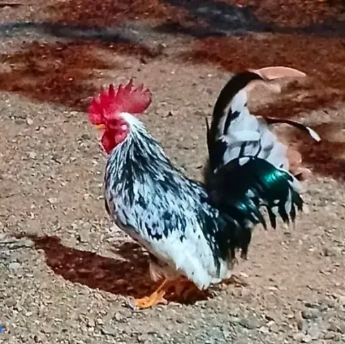 Casal Garnizé