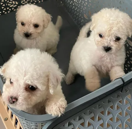 Filhotes de poodles machos e fêmeas