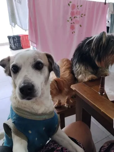 Cadela para adoção