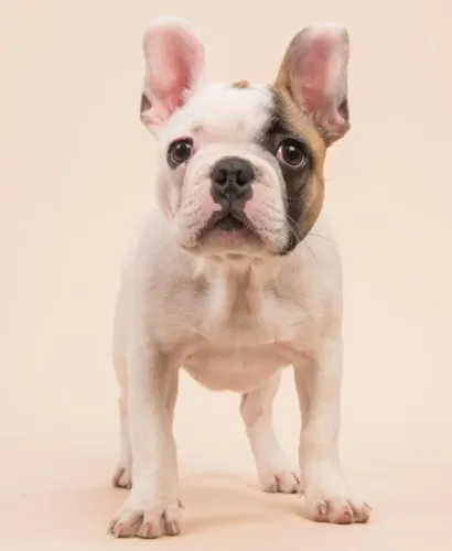 Bulldog frances pronto e gordinho