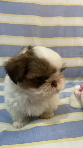 Filhotes de shih tzu