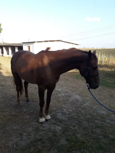 Cavalo