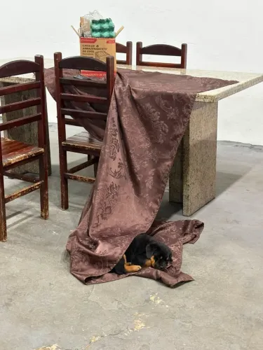 Filhote de Rottweiler