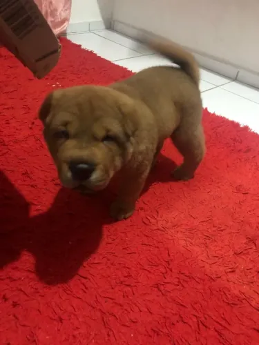 Filhote de Chow Chow