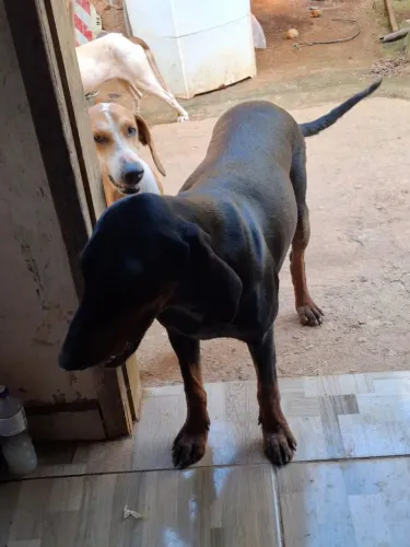 FOX HOUND AMERICANO!!!