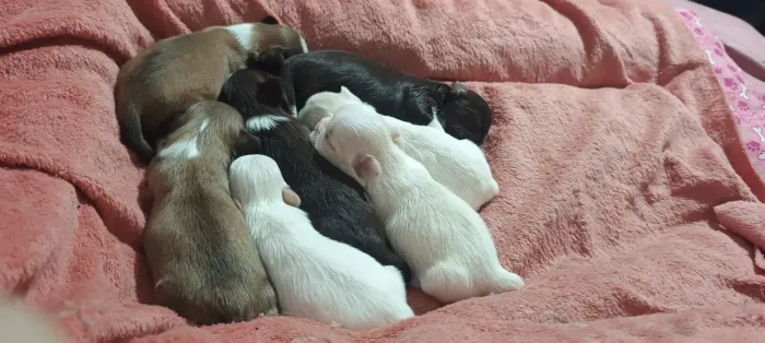 Filhote de shih Tzu