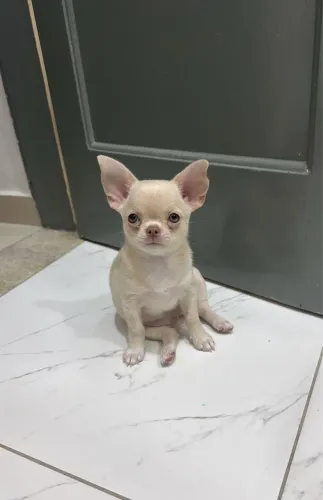Chihuahuas Filhotes com Microchip, saudável e Amigo