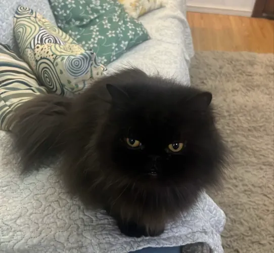 Gato persa adulto