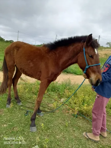 Potra de 1ano e 8 meses pra vender ou trocar por animal maior