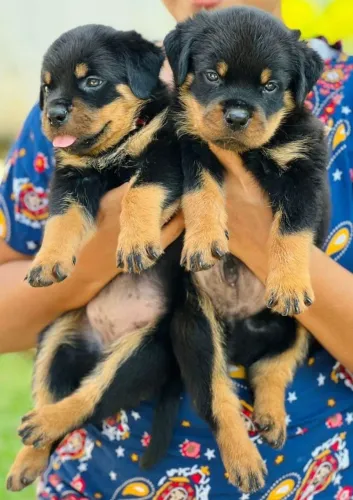 Neném rottweiler brincalhão com saúde em dia e contrato de venda