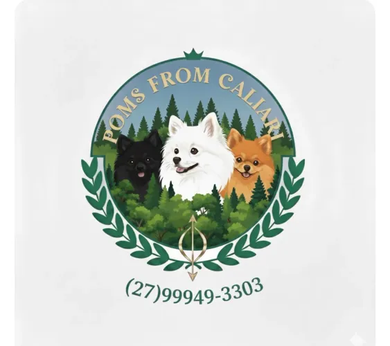 Spitz Alemão LULU DA POMERANIA