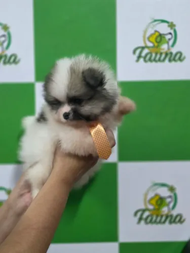 Spitz alemão anão