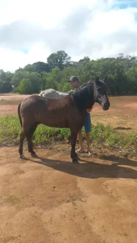 Cavalo