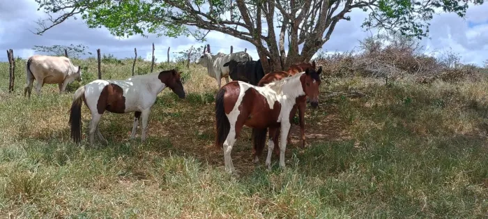 VD Poltra Pampa